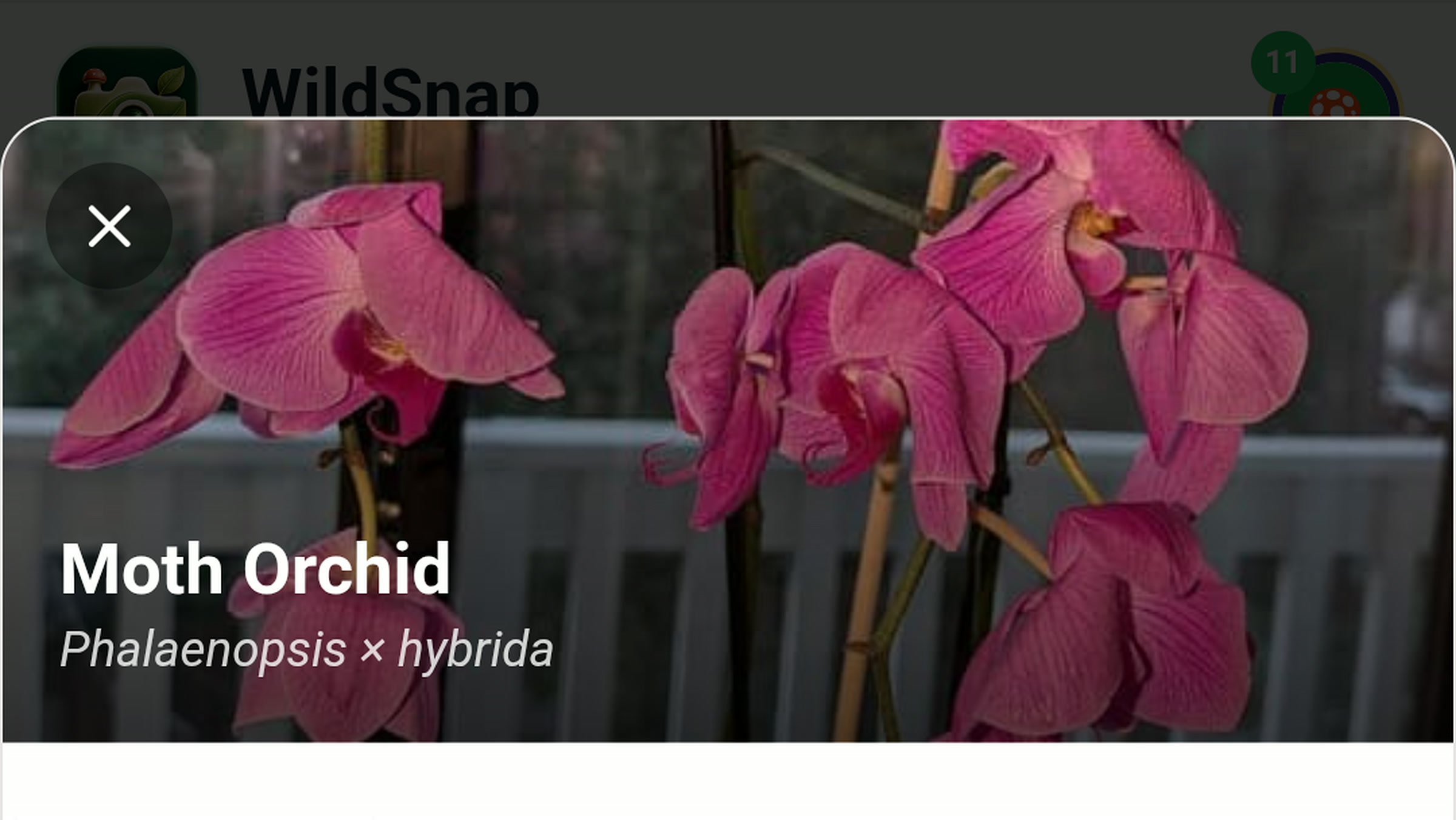 How WildSnap Became a Published App